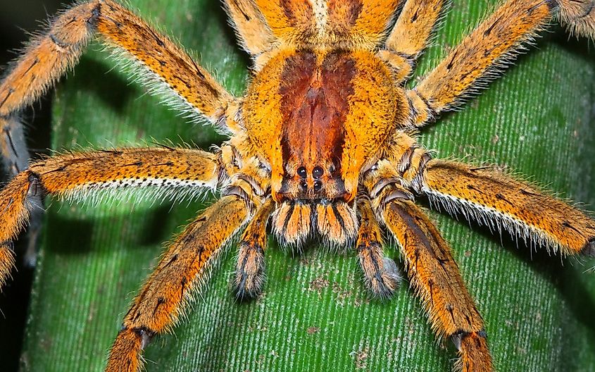 A brazilian wandering spider (Phoneutria sp.) waits in ambush on a leaf at night in Costa Rica.