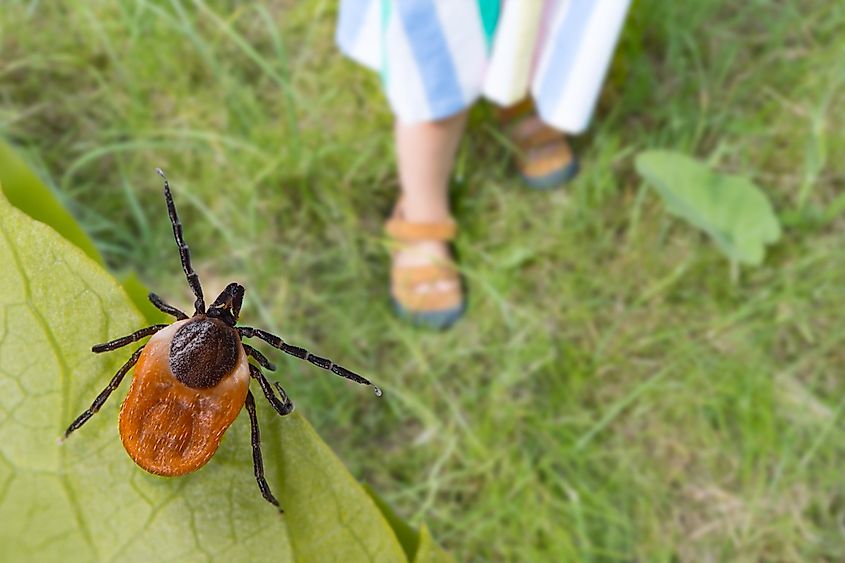 A deer tick on a leaf blade.