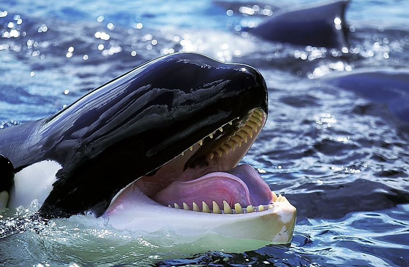 Are Whales Mammals? - WorldAtlas