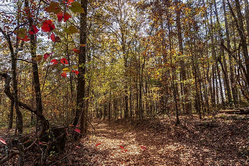 A forest trail through the Trace State Park, Mississippi.
