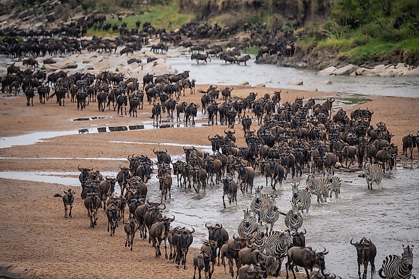 A massive herd of wildebeest and zebras navigating a river during the Great Migration.