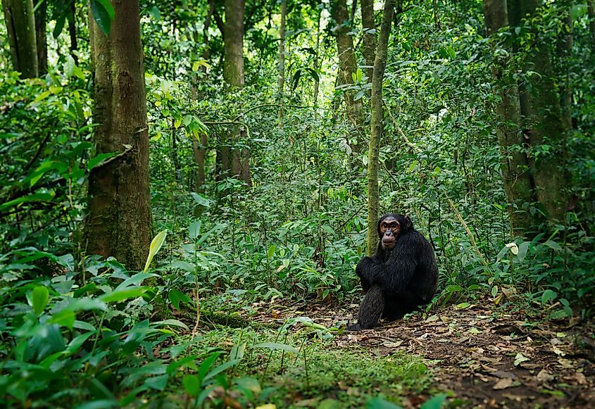 Rainforest in Gabon, home to chimpanzees and glowing fungi.