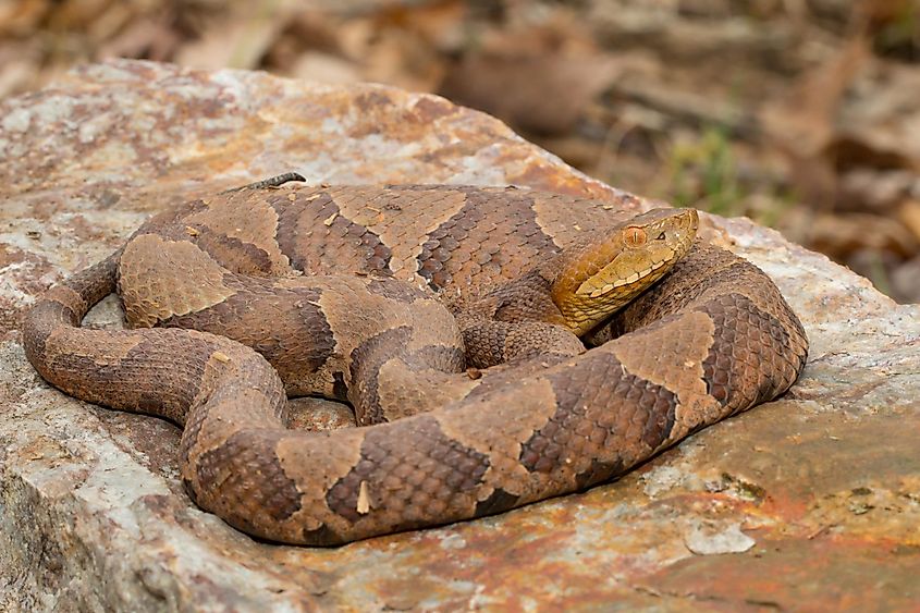 A copperhead snake resting on a rock.