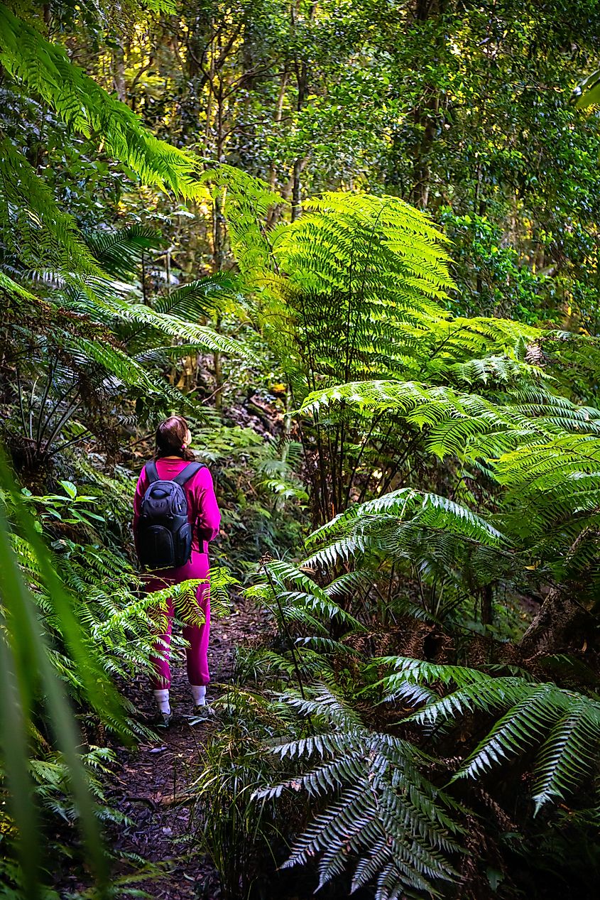 Person hiking along a forest trail surrounded by lush ferns.