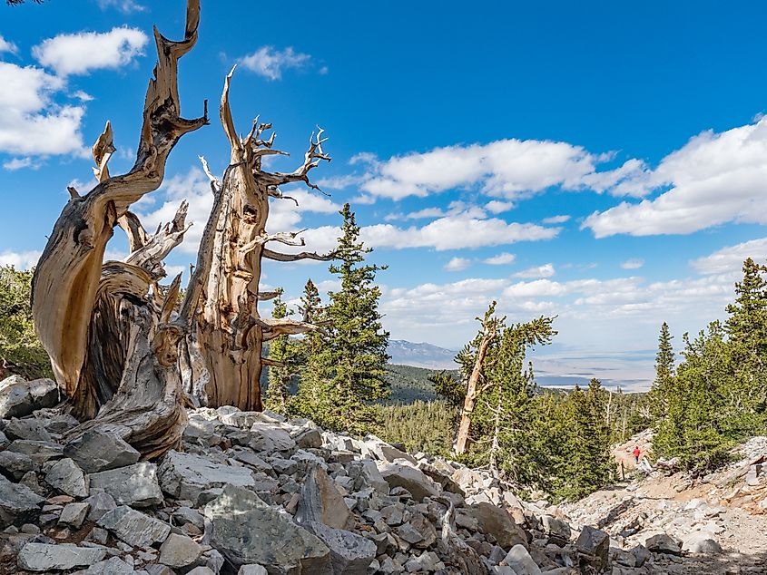 Ancient Bristlecone Pines in Great Basin National Park in Northern Nevada