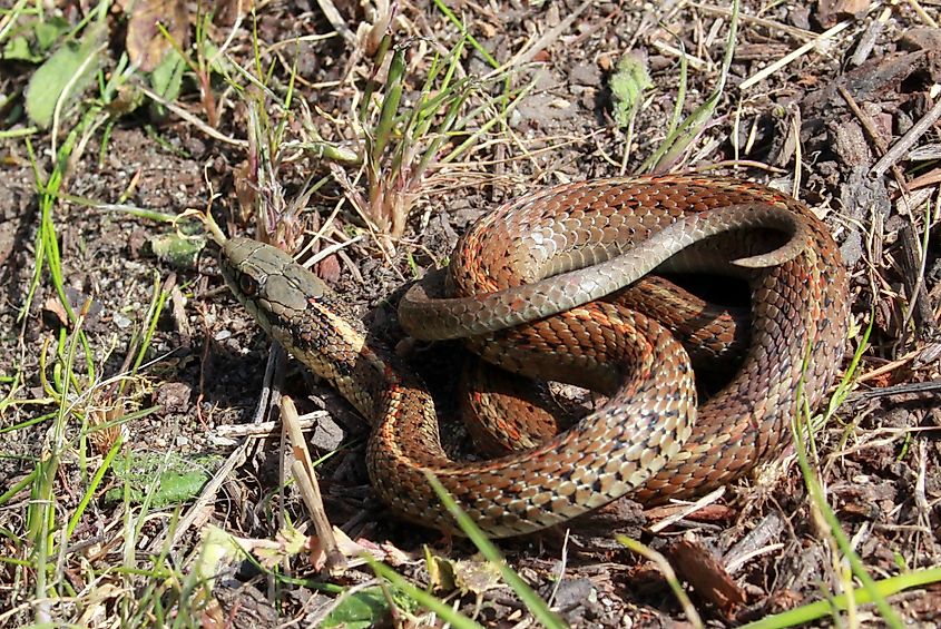Northwestern garter snake on the ground