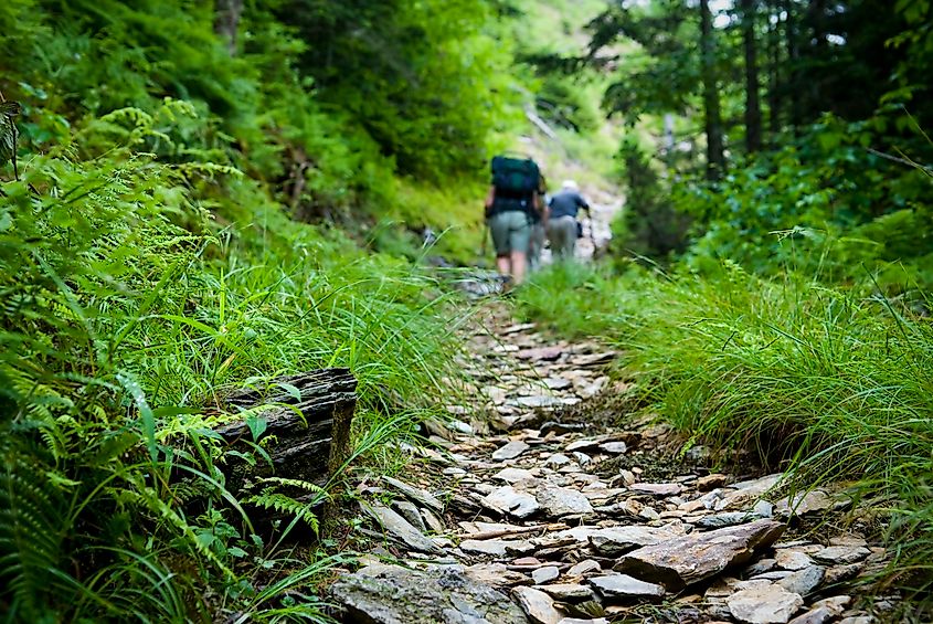 Hikers on a trail in the Smoky Mountains