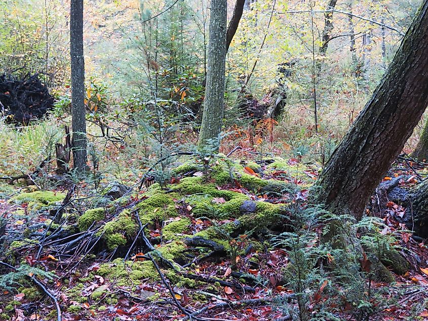 Tannersville Cranberry Bog