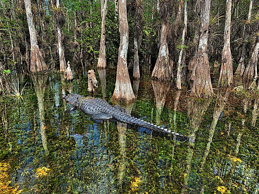 Big alligator on the clear waters of Big Cypress National Preserve, Florida.