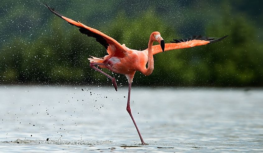 American Flamingo ( Phoenicopterus ruber ) run on the water with splashes.