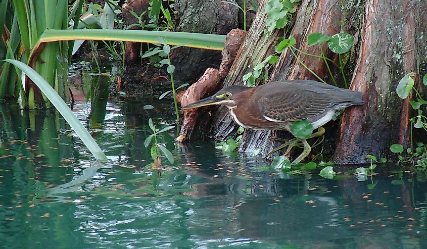 Juvenille Green Heron waiting for minnows during feeding for the catfish in backyard pond