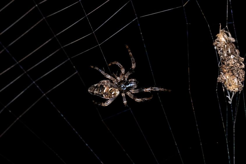 A spider of the genus Cyclosa.