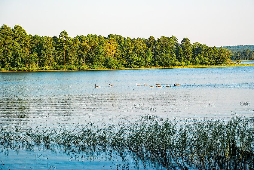 Гуси на озере Дегрей, штат Арканзас