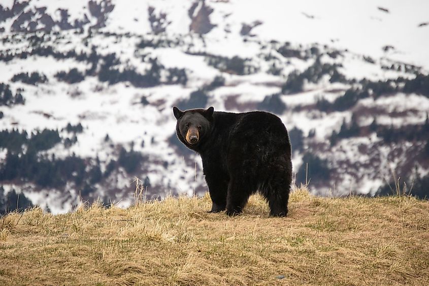 A black bear in the mountains.