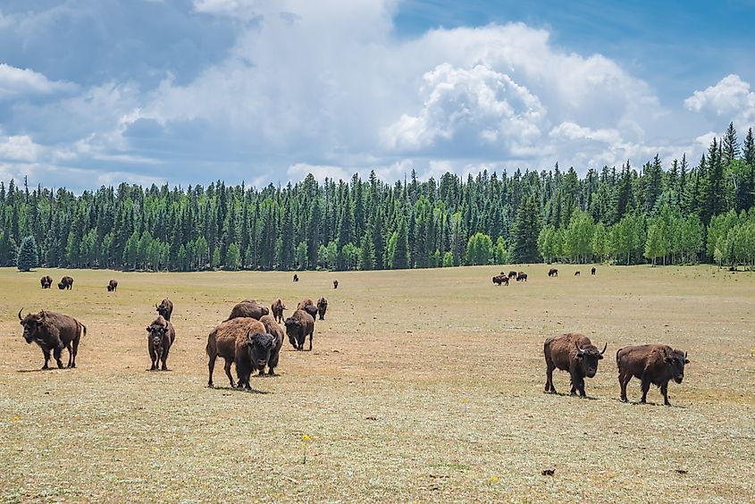 A herd of American Bison graze in a meadow near the North Rim of Grand Canyon National Park, Arizona (NaughtyNut / Shutterstock)