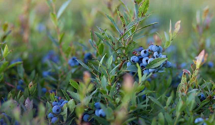 Maine wild blueberry bushes before harvest