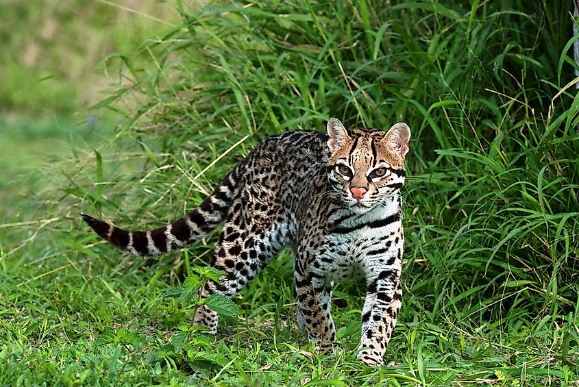Predatory ocelot in the forest in summer.