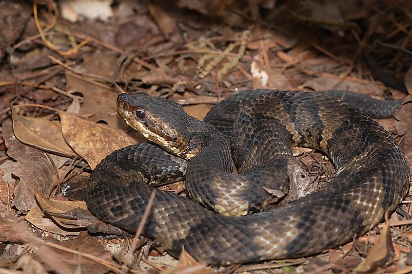 An eastern cottonmouth in leaf litter.