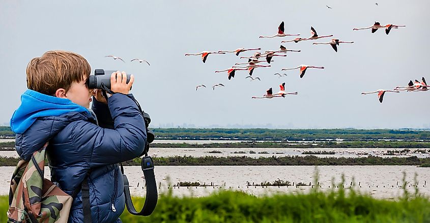 A boy watching birds fly over a wetland area.