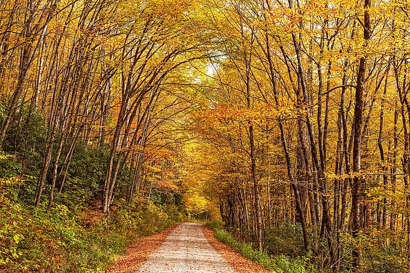 A forest road in the Nantahala National Forest in North Carolina.