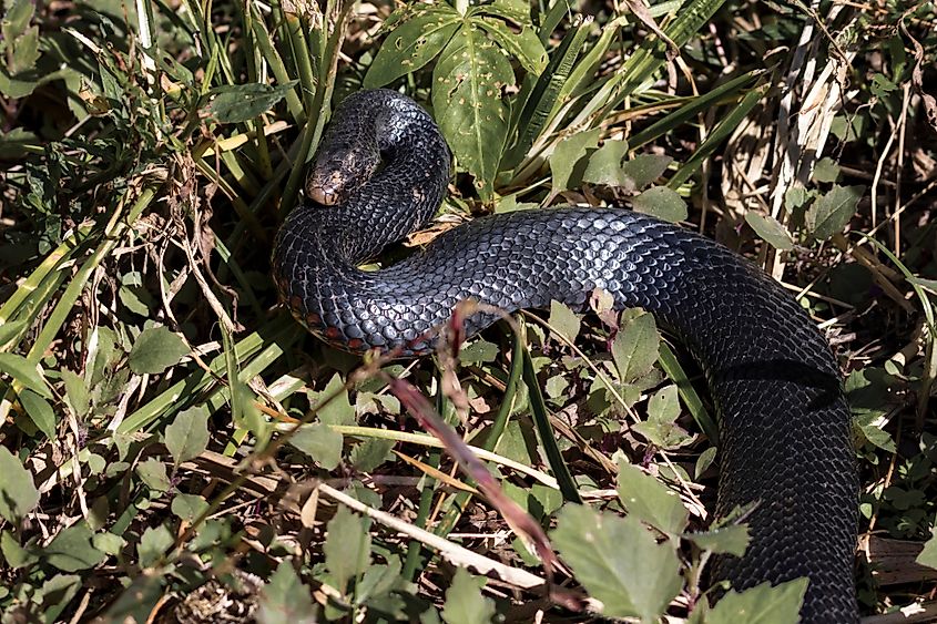 Australian red-bellied black snake.