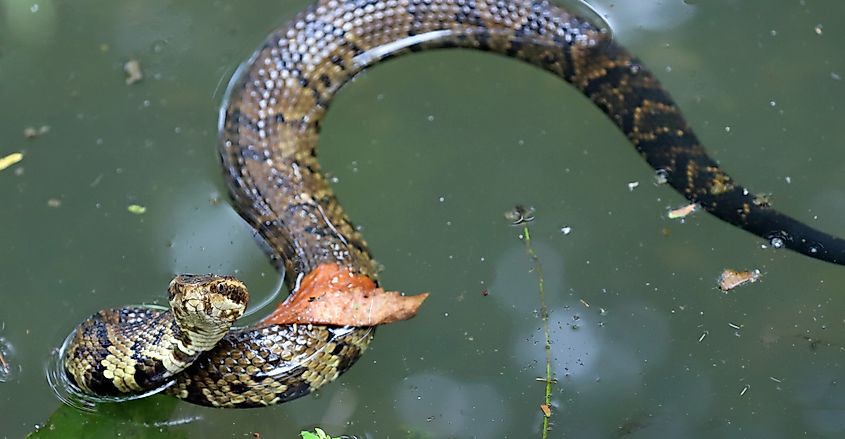 A cottonmouth snake, also known as a water moccasin, coiled to strike.