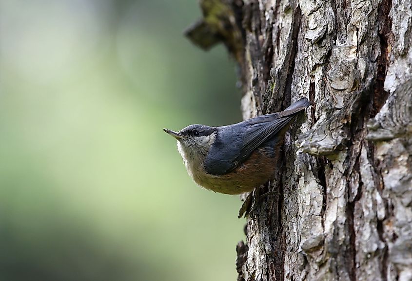 Female Kashmir Nuthatch in Gulmarg, India