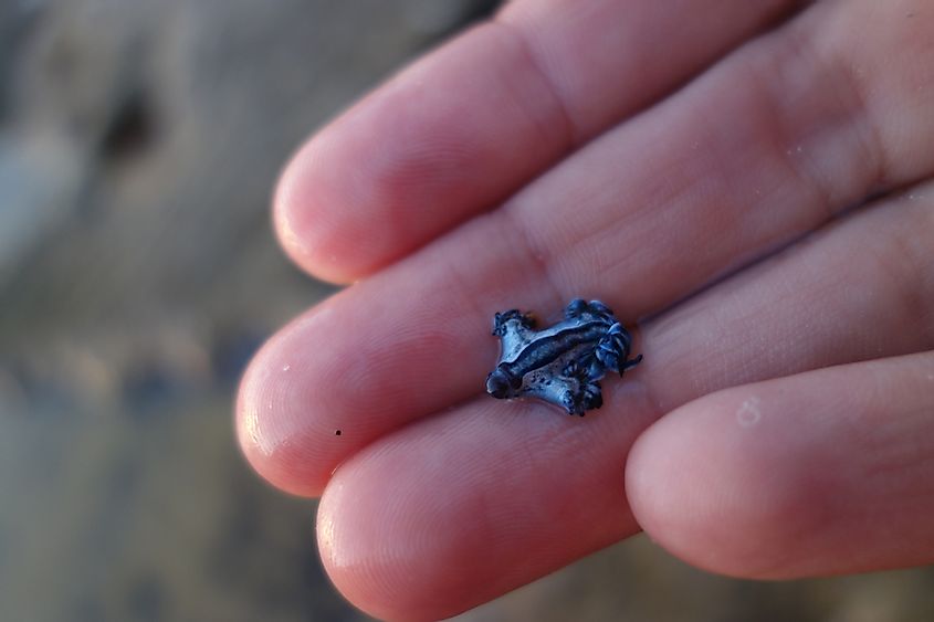 Blue Glaucus: Tiny, Majestic Sea Creature - WorldAtlas