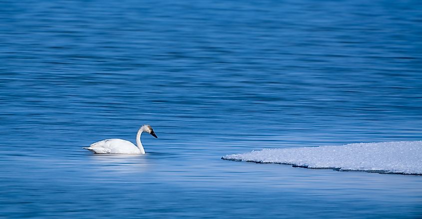 A closeup of a tundra swan on the Great Salt Lake. 