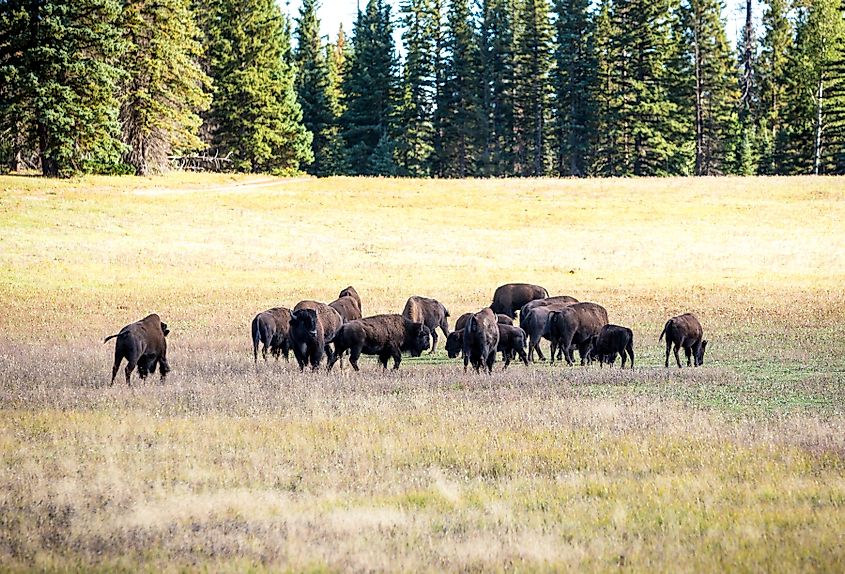 Herd of bison in Arizona.