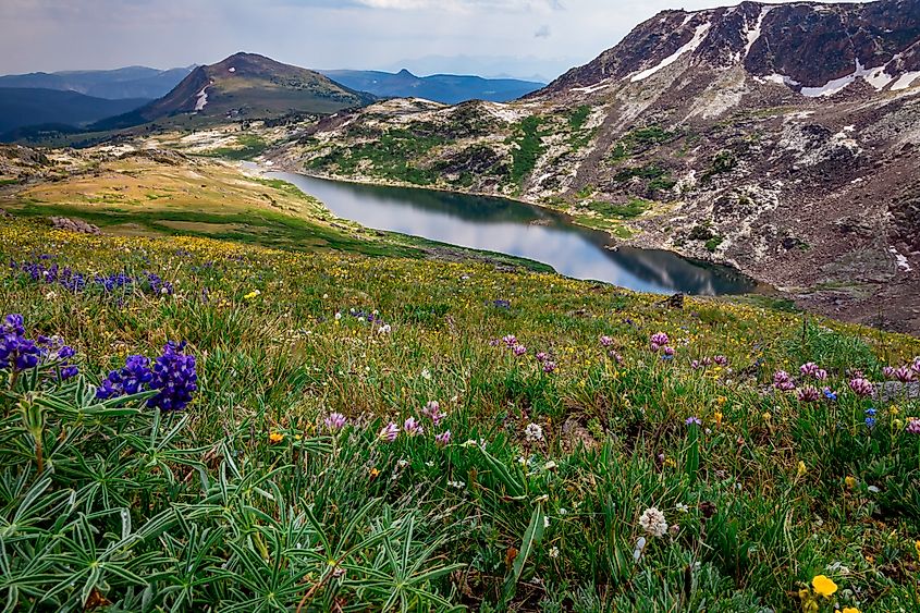 Wildflowers above Gardner Lake on the Beartooth Pass, Beartooth Highway, Wyoming