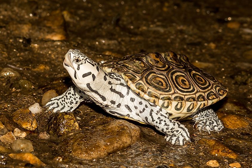 Northern Diamondback Terrapin.