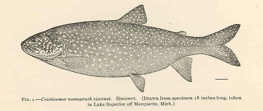 Siscowet Morphotype of Lake Trout