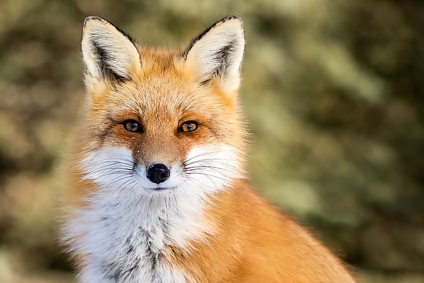 Red Fox - Vulpes vulpes, sitting up at attention.