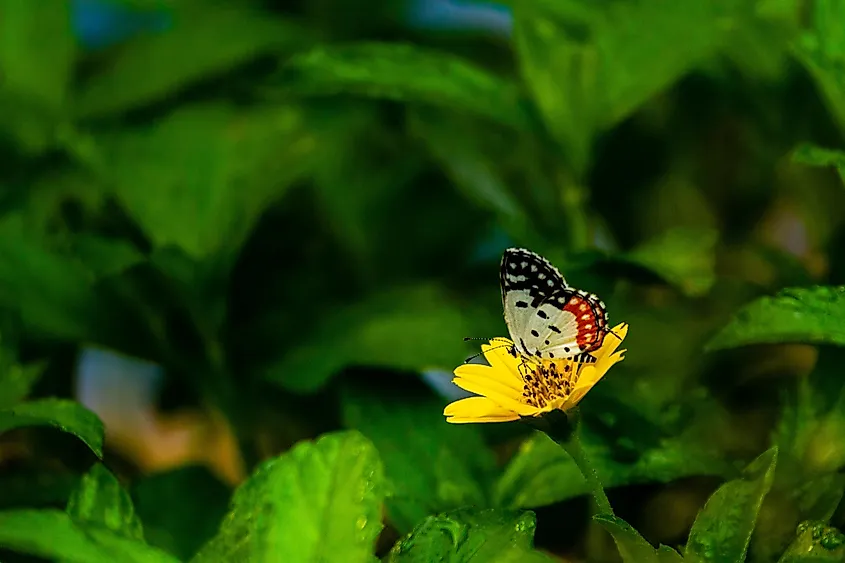 Red pierrot butterfly western ghats