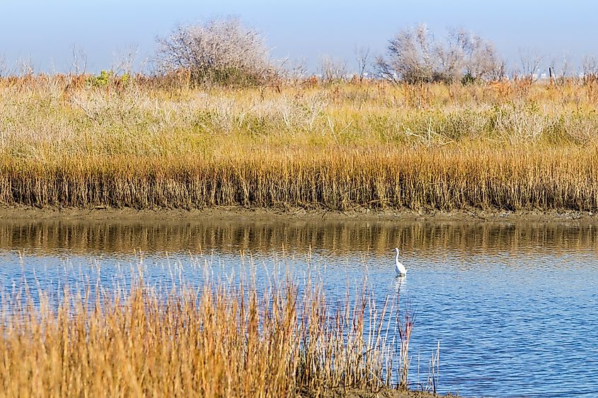 Wetlands and Grasslands of Galveston Island State Park with Snowy Egret in Marsh Pool