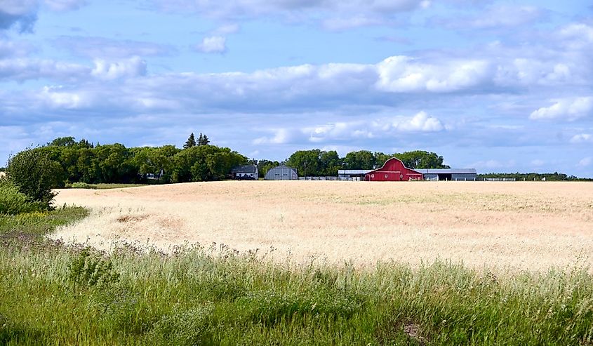 A field near Neepawa Manitoba that is ready to harvest.