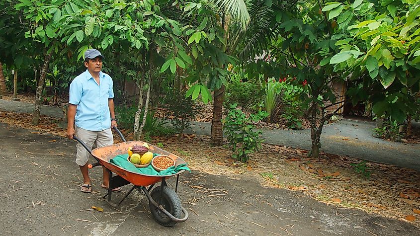 A farmer carrying cocoa fruits in a wheelbarrow in Ayampe, Ecuador