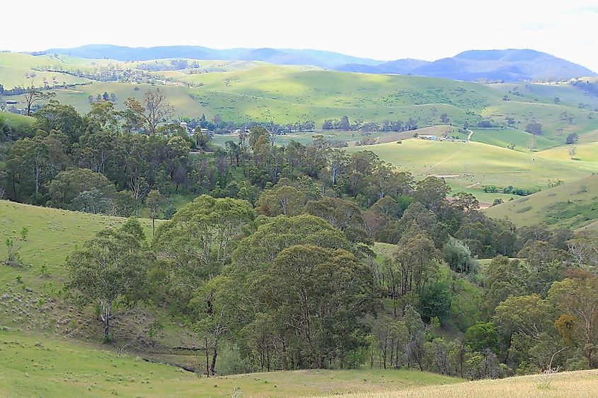 Green rolling hills of East Gippsland in Australia. 