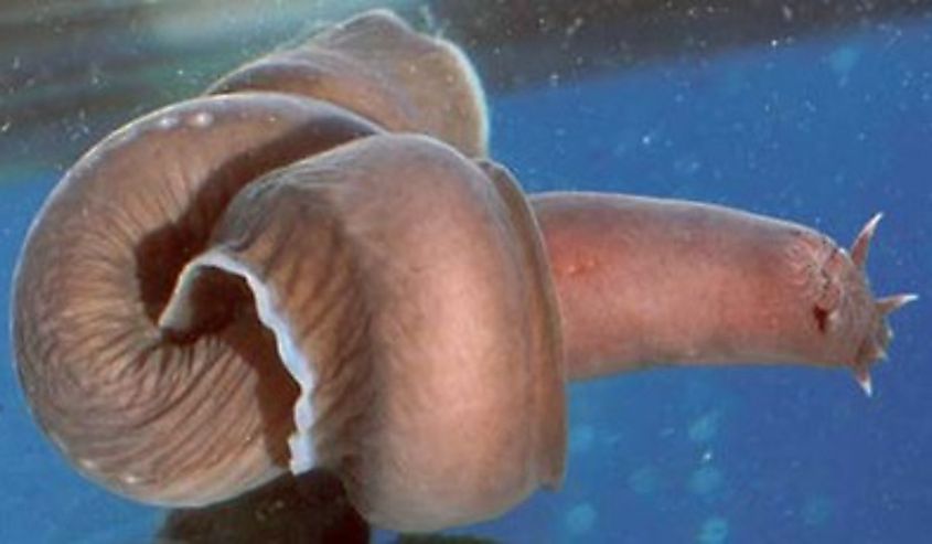 Hagfish in a tank.