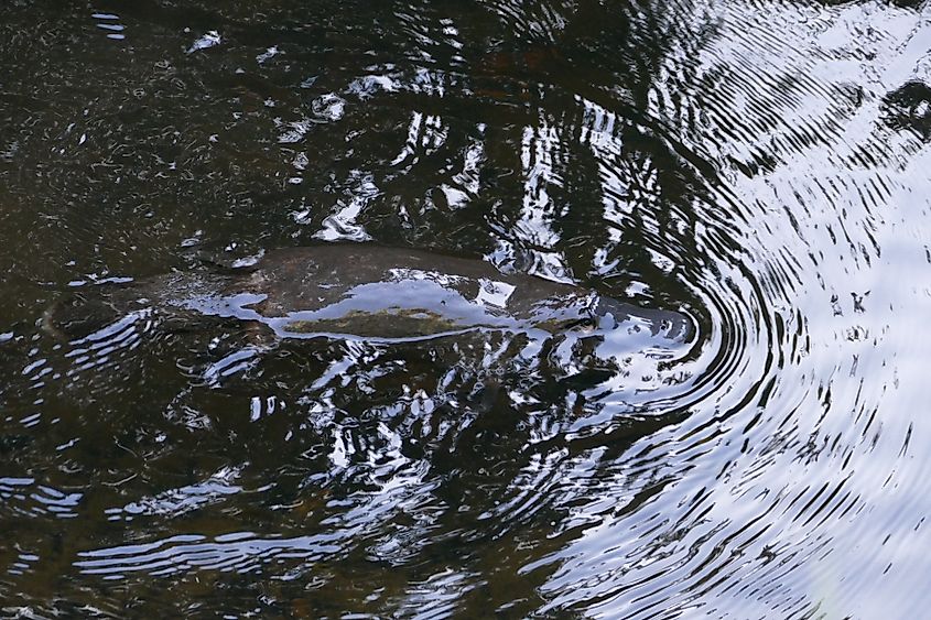 A duck-billed platypus swimming in the muddy waters of Huon River in Geeveston, Tasmania, Australia.