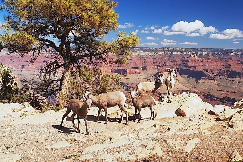 Bighorn sheep in Grand Canyon National Park