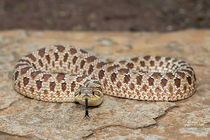 Hognose snake (Heterodon nasicus), also called a plains hognose snake