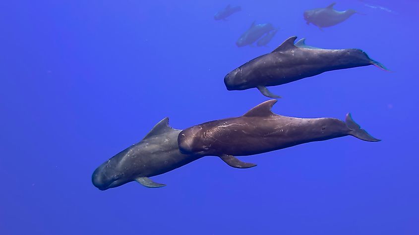 Short-finned pilot whales (Globicephala macrorhynchus) Credit: Tory Kallman / Shutterstock