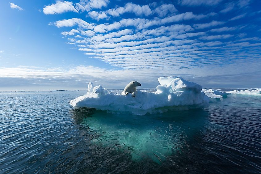 Polar Bear arctic ocean