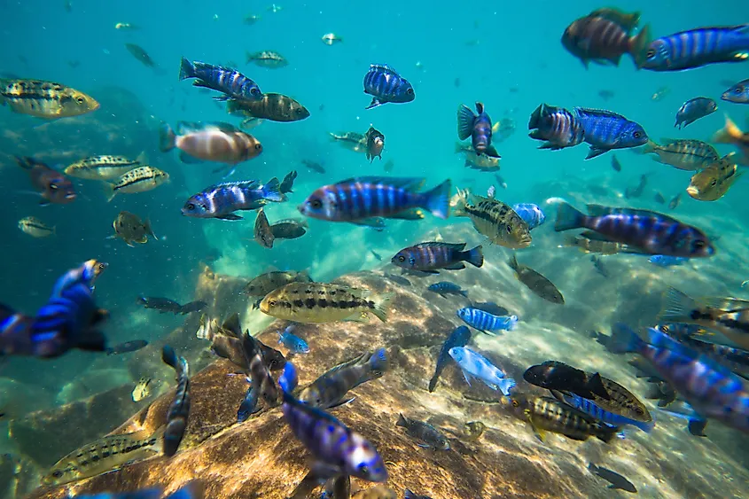 Fish in Lake Malawi