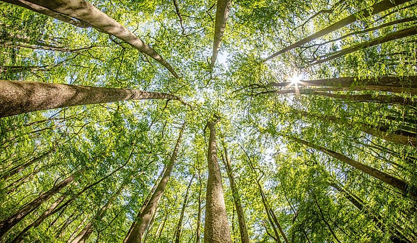 cypress forest and swamp of Congaree National Park in South Carolina