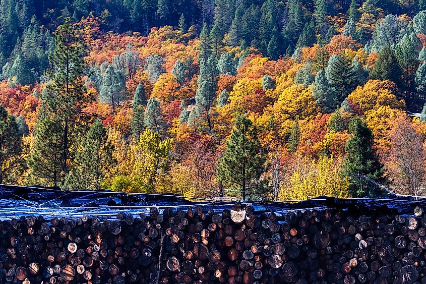Weaverville, California, USA: An autumn forest provides a colorful backdrop to a lumber mill log pile.