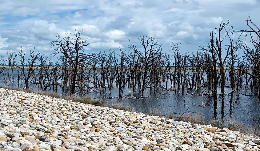 Barren Trees on Devil's Lake in North Dakota.