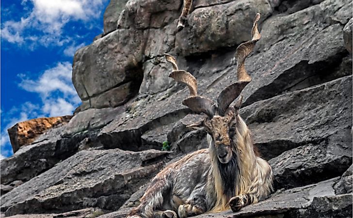 What Animals Live In The High Mountains? - WorldAtlas What Animals Live In The High Mountains? - WorldAtlas